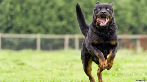 Getty Images Dangerous dogs legislation
