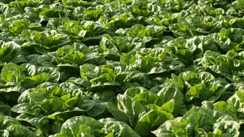 British Leafy Salad Growers Association Lettuces in field