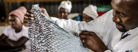 FAO/Luis Tato CEO James Ambani shows a tanned fish skin.