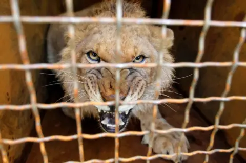 Barcroft Media A lion cub bares its teeth at the camera from behind the bars on its cage.