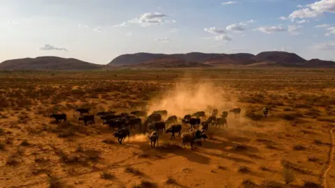 Getty Images The Kalahari desert is becoming drier, killing buffalo that can't adapt to changing conditions