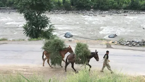 Boy with mules in Neelum Valley