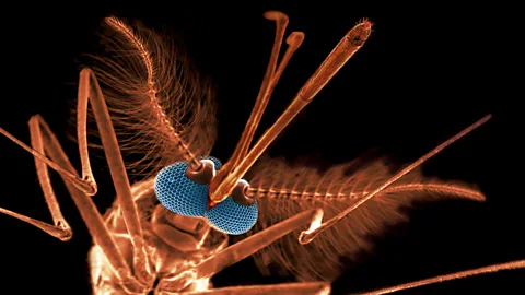 The Anopheles mosquito is the vector for the malaria parasite (Science Photo Library)