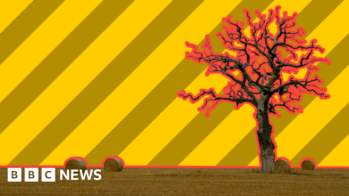 108391921 promo tree.png