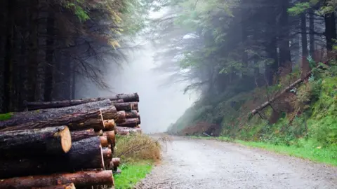 Getty Images Forest