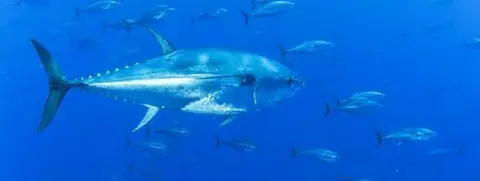 Bluefin tuna