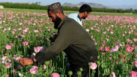 Getty Images Poppy cultivation
