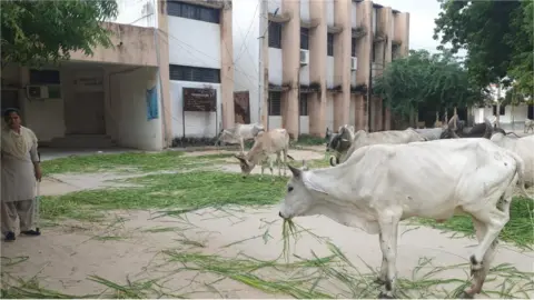 PARESH PADHIYAR Cows seen grazing outside a government building in Gujarat