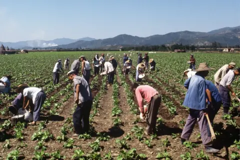 Getty Images Chinese agricultural workers on a collective farm at an unknown location in China in 1973