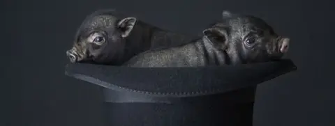 Little pigs