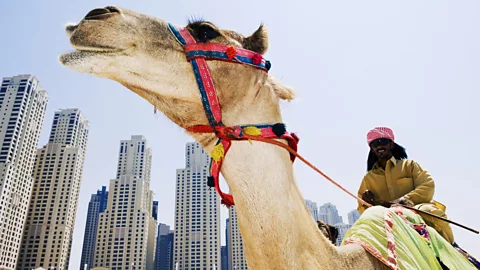 Camel and keeper on the beach in the Dubai Marina section of the city. (Christian Aslund/LPI)