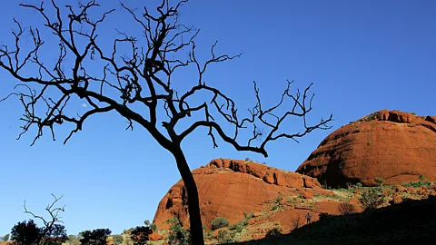 Torseten Blackwood/AFP/Getty Images A burnt eucalypt in The Valley Of The Winds is silhouetted against the ochre domes of Kata Tjuta (Credit: Torseten Blackwood/AFP/Getty Images)