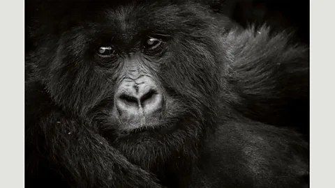 David Lloyd With a foreword by Jane Goodall, Remembering Great Apes is the third book in the Remembering Wildlife series, and will be published in October 2018 (Credit: David Lloyd)