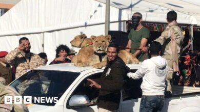 116370681 lions.jpg