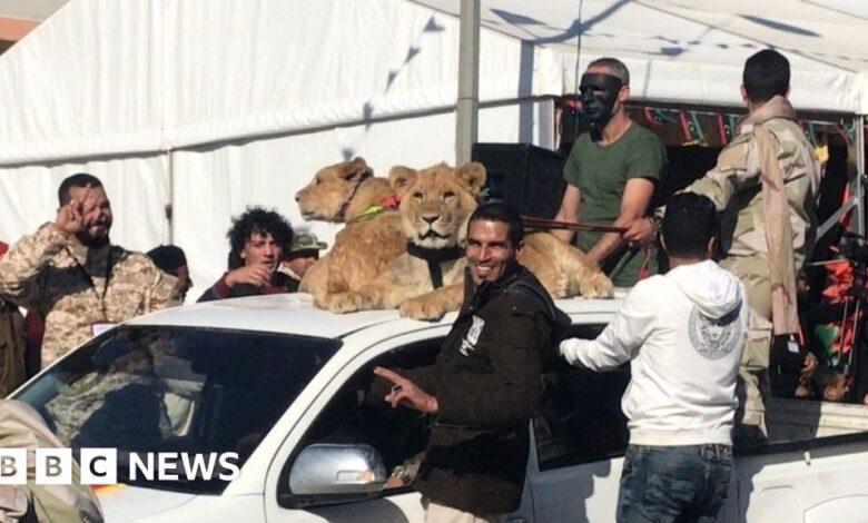116370681 lions.jpg