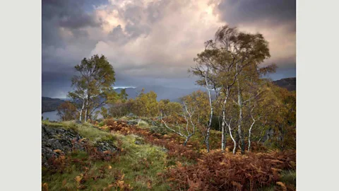 Joe Cornish Borrowdale, Cumbria, UK: Photographer Joe Cornish says that this image is influenced by John Constable, the wind movement in the trees echoing brush strokes (Credit: Joe Cornish)