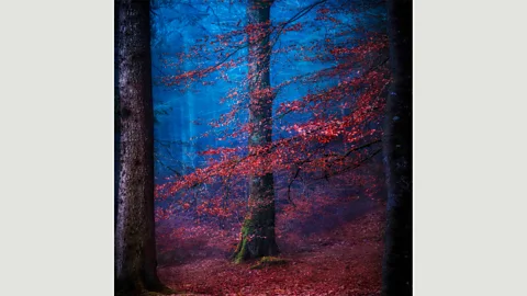 Matt Anderson Loch Oich Forest, Invergarry, Scotland: “Fog from the nearby loch was creating a mysterious cloak to the landscape” – Matt Anderson (Credit: Matt Anderson)