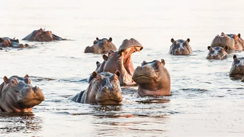 Graham Prentice/Alamy A ‘bloat of hippos’ seems an apt way to describe the bulky beasts (Credit: Graham Prentice/Alamy)
