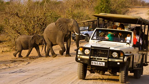 Fernando Quevedo de Oliveira/Alamy Writer Kerry Medina’s interest in the origin of collective animal nouns was piqued while on safari in Botswana (Credit: Fernando Quevedo de Oliveira/Alamy)