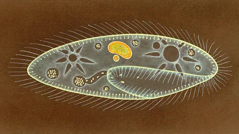Getty Images An illustration of a Paramecium; Young’s findings of the organism’s system eclipsed those of even more senior scientists (Credit: Getty Images)