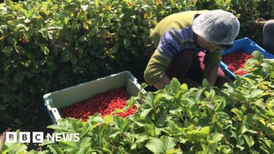 96579832 afruitpickerbbc.jpg