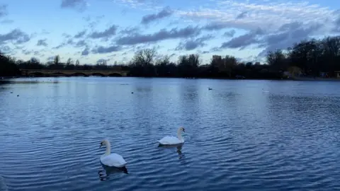 Leaf Arbuthnot Swans on the lido