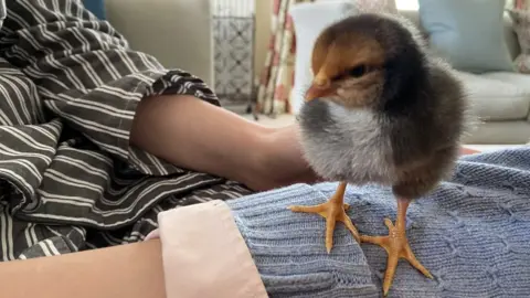 Leaf Arbuthnot Norbert