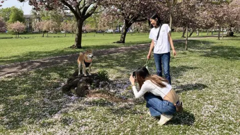Julia Bryson/BBC A dog stands on a small rock in a park beneath blossom trees as a woman holds it on a lead, while another woman photographs it 