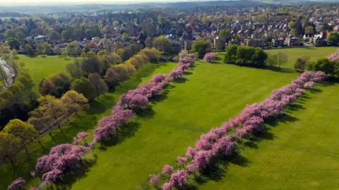 PA Media Aerial view of cherry blossom in full bloom at The Stray in Harrogate, North Yorkshire 