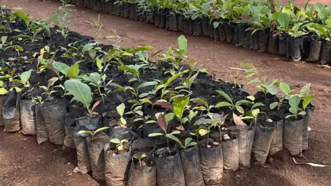 Seedlings of shea nut trees in black plastic bags ready to be planted